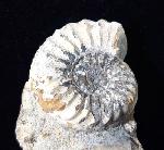 Pleuroceras solare (PHILLIPS 1829) - Bild © FossNet FossilienStore